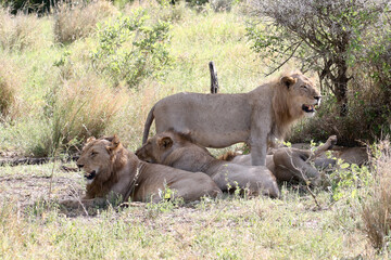 Lion pride panthera leo resting in the shade in the midday summer heat of Kruger Park