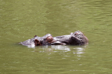 Fototapeta premium Kruger National Park, South Africa: hippopotamus (Hippopotamus amphibius)
