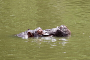 Kruger National Park, South Africa: hippopotamus (Hippopotamus amphibius)