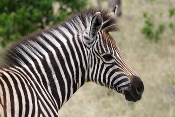 Fototapeta na wymiar Equus quagga, a foal Plains Zebra in Kruger Park