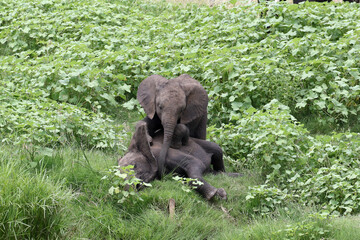 African elephant (Loxodonta africana) Kruger National Park, SouthAfrica:
