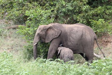Fototapeta premium African elephant (Loxodonta africana) Kruger National Park, SouthAfrica: