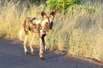 Kruger National Park, South Africa: wild dog