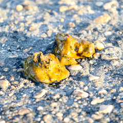 Kruger National Park, South Africa: wild dog feces