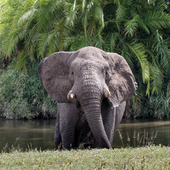 African elephant (Loxodonta africana) Kruger National Park, SouthAfrica: