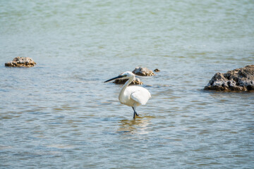 The small white heron or Little egret stands in the lake