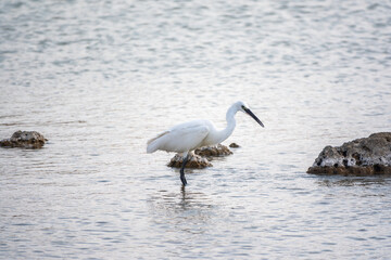 The small white heron or Little egret stands in the lake
