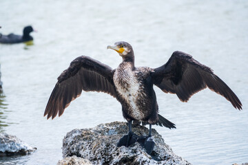Great cormorant, Phalacrocorax carbo, sits on stone and dries its wings on the wind.