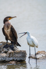 Small white heron, or Little egret, Egretta garzetta, and Great cormorant, Phalacrocorax carbo, sitting on a cliff and looking for fish in shallow water