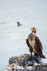 Great cormorant, Phalacrocorax carbo, standing on a stone on the sea shore.