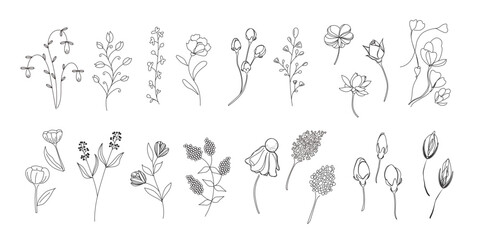 植物のイラストのセット、野の花、野の葉、ボタニカル、ベクター