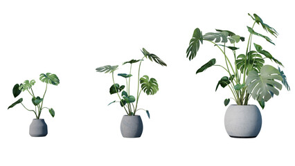 Obraz na płótnie Canvas monstera plant with pot