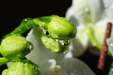 White orchid with waterdrops and black background. White orchid macro shot. Branch of beautiful...