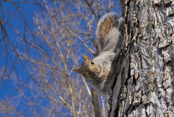 Fat cute squirrel eating nut. Funny squirrel sitting on ground and holding and eating nut. Canadian Rocky Mountains. Wild squirrel in nature background. Sciurus carolinensis.