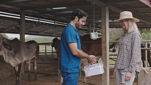 Livestock doctors and ranchers talk to give advice and check the health of Brahman cattle in a clean pen. cattle breeding farm