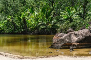 Jungle with a pond just behind the beach Anse Lazio on the Seychelles islands.