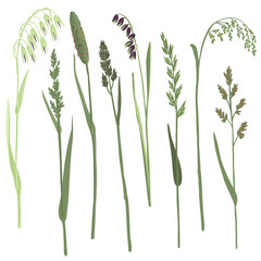 vector drawing grass plants, drawing floral elements, hand drawn illustration