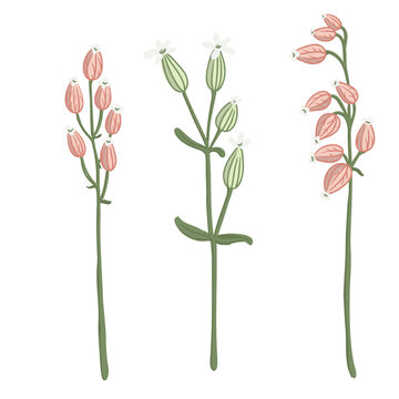 bladder campion, maidenstears,field flowers, vector drawing wild plants at white background, floral elements, hand drawn botanical illustration