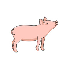 vector drawing pig, sketch of domestic animal, hand drawn illuastration , isolated nature design element