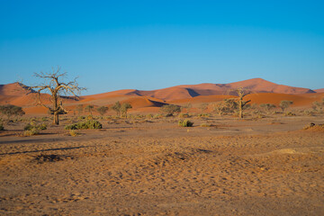 Namib Desert Safari with sand dune in Namibia, South Africa. Natural landscape background at sunset. Famous tourist attraction. Sand in Grand Canyon