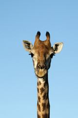 Kruger National Park, South Africa: camelopardalis giraffa, the Southern African or Cape giraffe