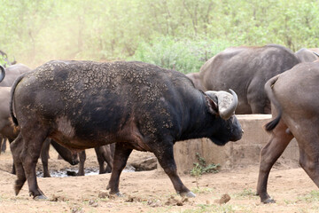 Cape Buffalo in Kruger National Park