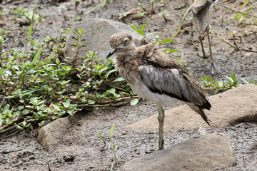 Water thickknee, Burhinus vermiculatus, in the Shingwedzi River, Kruger Park