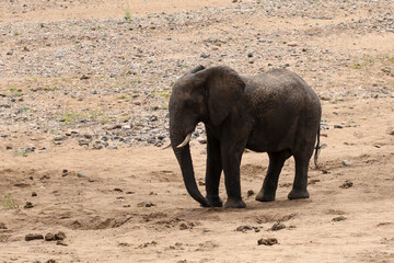 African elephant (Loxodonta africana) Kruger National Park, SouthAfrica: digging hole to find water