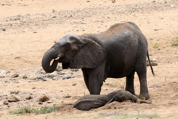 African elephant (Loxodonta africana) Kruger National Park, SouthAfrica: digging hole to find water
