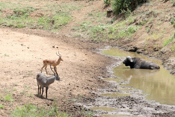 Buffalo dagga boy wallowing while an impala and a waterbuck walk carefully by. Shingwedzi River
