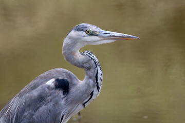 Grey heron in the Shingwedzi River bed