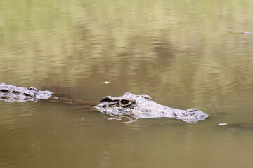 Crocodile gliding through river in Kruger Park