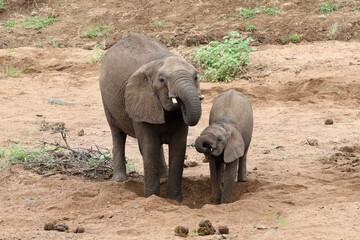 Fototapeta premium African elephant (Loxodonta africana) Kruger National Park, SouthAfrica: digging for water in a dry riverbed