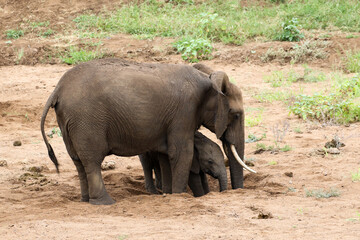 African elephant (Loxodonta africana) Kruger National Park, SouthAfrica: digging for water in a dry riverbed