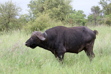 Cape Buffalo in Kruger National Park