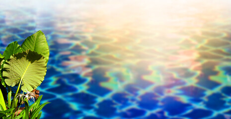 Blue blurred ripple water in swimming pool with sun glare. Green plants and flowers. Surface of water in blue texture background. top view and copy space for summer vacation.