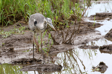 Grey heron hunting in the Shingwedzi River