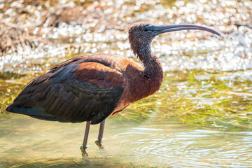 The glossy ibis, latin name Plegadis falcinellus, searching for food in the shallow lagoon.