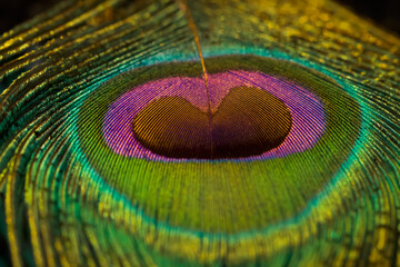 Peacock feather, Peafowl feather, Closeup. Green feather. Selective focus.