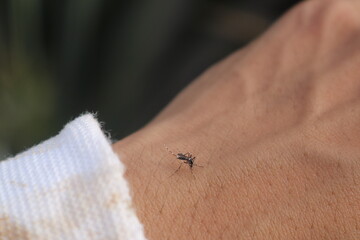 Obraz premium Mosquitoes are insect class animals belonging to the order Diptera (flies), and belonging to the Culicidae family; genera within this group include Anopheles, Culex, Psorophora, Ochlerotatus, Aedes, S