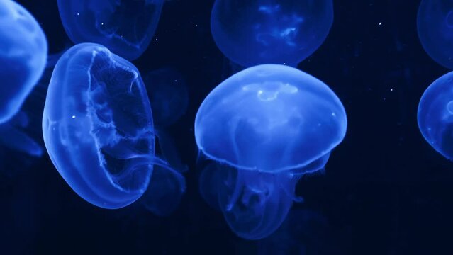 Hand-held shot of a group of neon blue jellyfish swimming in the deep dark ocean