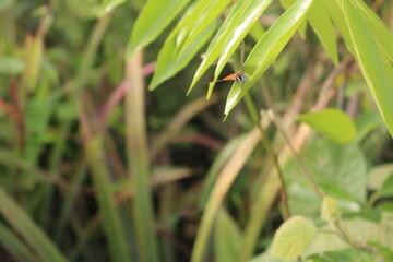 fruits.forest. pulpit. green leaves. nature and fresh air