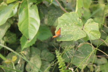 fruits.forest. pulpit. green leaves. nature and fresh air