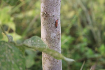 fruits.forest. pulpit. green leaves. nature and fresh air
