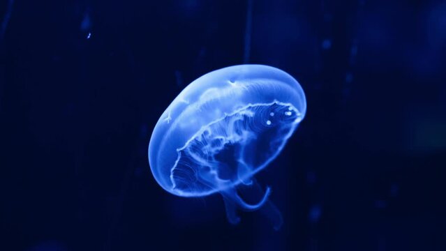 Close-up shot of a bright blue luminescent jellyfish contracting to swim
