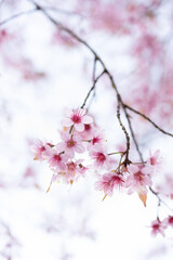 Closeup of Wild Himalayan Cherry (Prunus cerasoides) or thai sakura flower