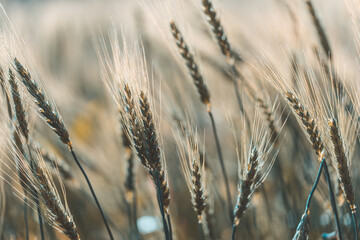Fototapeta premium Closeup on golden wheat field or barley farming.