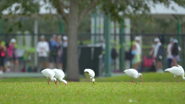 White ibis wild birds, also known as great egret or heron walking and feedeng on grass in town park in summer