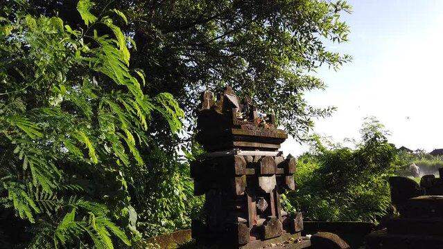 Cat Jumps Down a Balinese Temple in Rice Fields of Bali Indonesia Hindu Offering Sacred Place, Wild Animal in Local Architecture