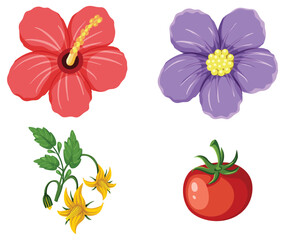 Hibiscus flower and tomato collection